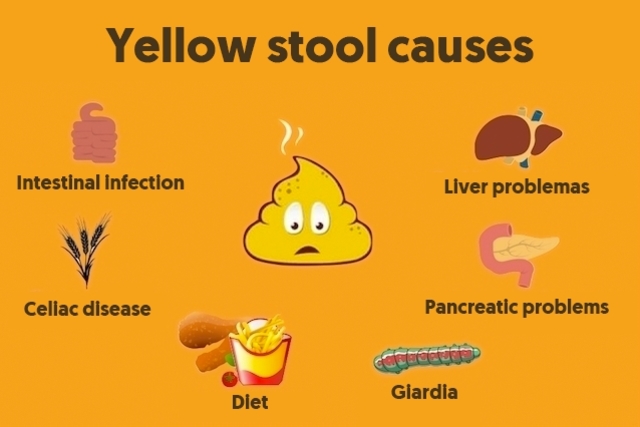 Yellow Poop: Why It Happens And What To Do - Maestria Salud