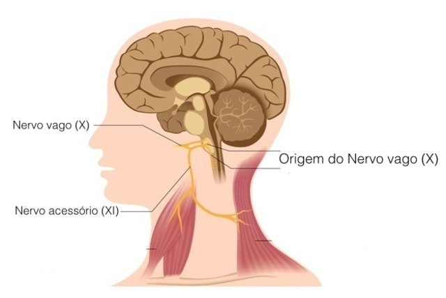 Nervio Vago Que Es Anatom A Principales Funciones Y Cambios Maestria Salud